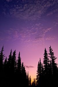 At Hurricane Ridge at Olympic National Park, Washington the crescent moon rose out of a beautiful sunset above the pine trees. - Pacific Photograph