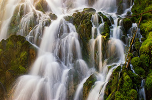 Falling water creates an exquisite pattern on the trail to PJ Lake in Olympic National Park. - Pacific Photograph