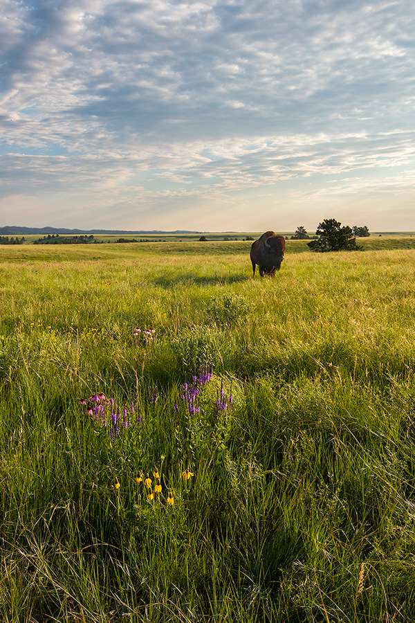 A wildlife photograph of a buffalo in a field of wildflowers in Wind Cave National Park, South Dakota. - South Dakota Photography
