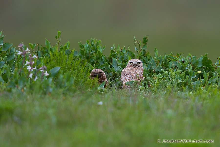 A pair of adult burrowing owls watches from their burrow at Crescent Lake Wildlife Management Area in the Sandhills of Nebraska. - Nebraska,Animals Photography