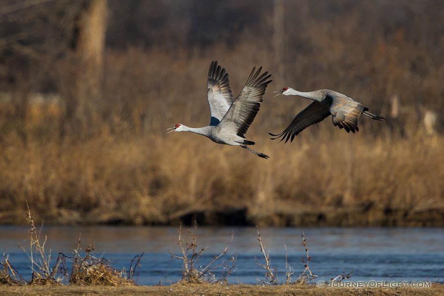 Two Sandhill Cranes take off from the Platte River. Each February through April hundreds of thousands of cranes migrate through the Platte River Valley in central Nebraska. - Sandhill Cranes Photography