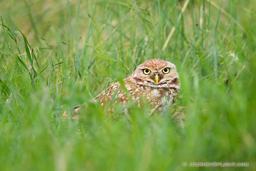 An adult burrowing owl watches from his burrow on the Oglala Grasslands in western Nebraska. - Nebraska,Animals Photography