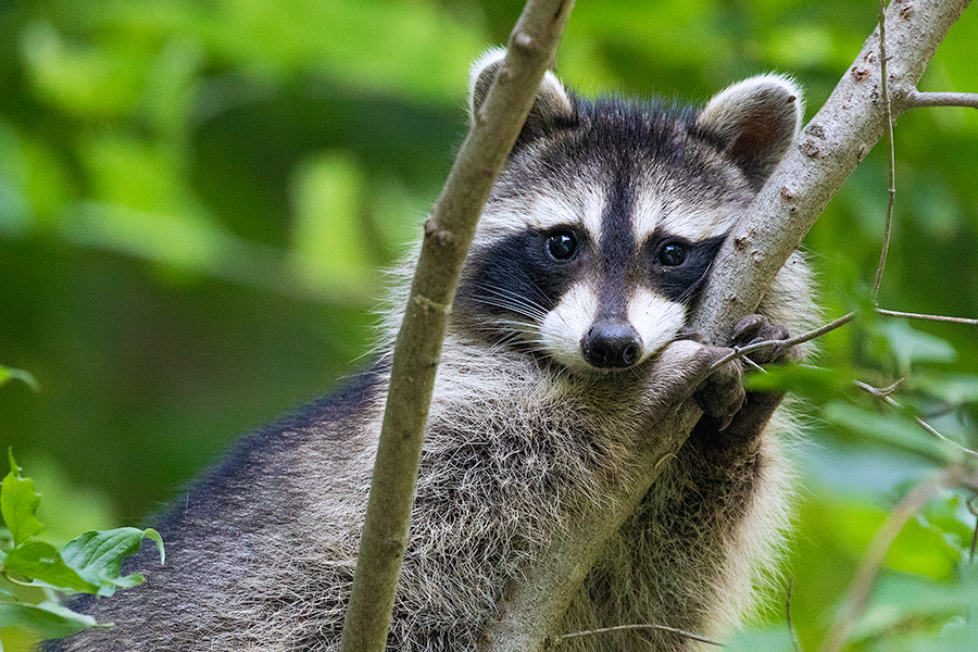 A wildlife photograph of a raccoon in a tree at Fontenelle Forest in eastern Nebraska. - Nebraska Photography