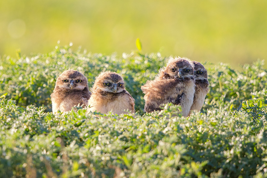 Four burrowing owl chicks at the Badlands National Park, South Dakota. - South Dakota Photography
