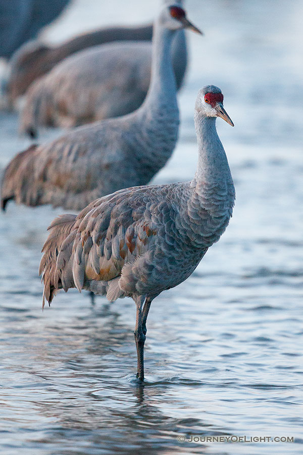 A Sandhill Crane prepares to bed down for the night in the waters of the Platte River. - Sandhill Cranes Photography