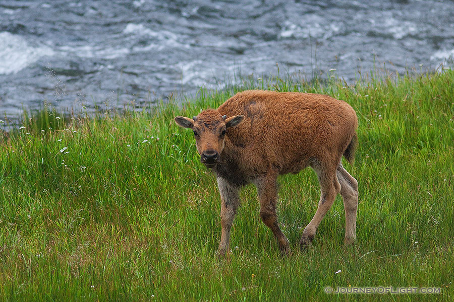 A young buffalo stops by the Gibbons River in Yellowstone National Park.  This image was taken while a large herd of buffalo meandered through Yellowstone blocking traffic for miles. As there was no place to go it was a great opportunity to stop and photograph them as they passed. An interesting tidbit, Yellowstone is home to largest remaining herd of genetically pure bison. The majority of other buffalo have intermingled with cattle long ago. - Yellowstone National Park Photography