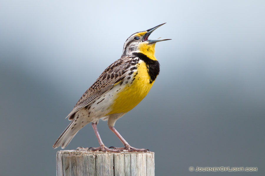 A Western Meadowlark, the state bird of Nebraska, sings on a fencepost at Ft. Niobrara National Wildlife Refuge. - Ft. Niobrara Photography