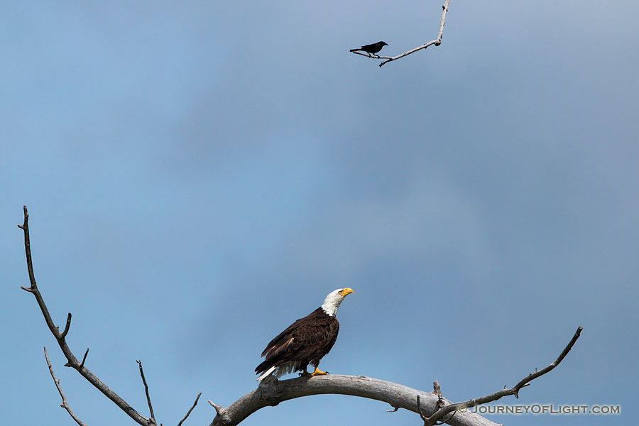 A wildlife photograph of a crow and an eagle in rural Nebraska Photography. - Sandhills Photography