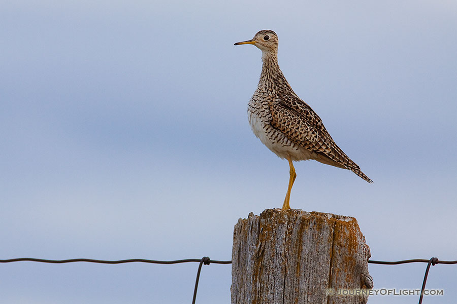 An Upland Sandpiper watches from high on a post at Ft. Niobrara National Wildlife Refuge. - Ft. Niobrara Photography