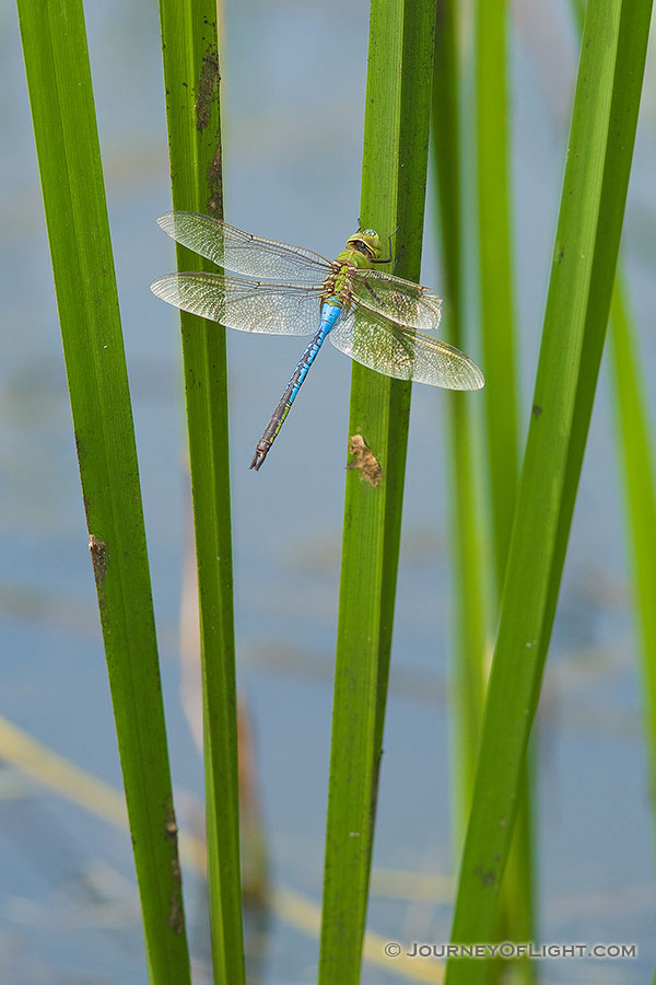 A dragonfly hangs out on a pond in central Iowa. - Iowa Photography