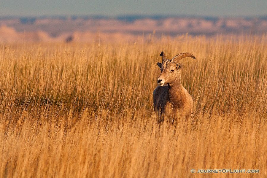 A bighorn sheep in tall prairie grass the Badlands in South Dakota. - South Dakota Photography