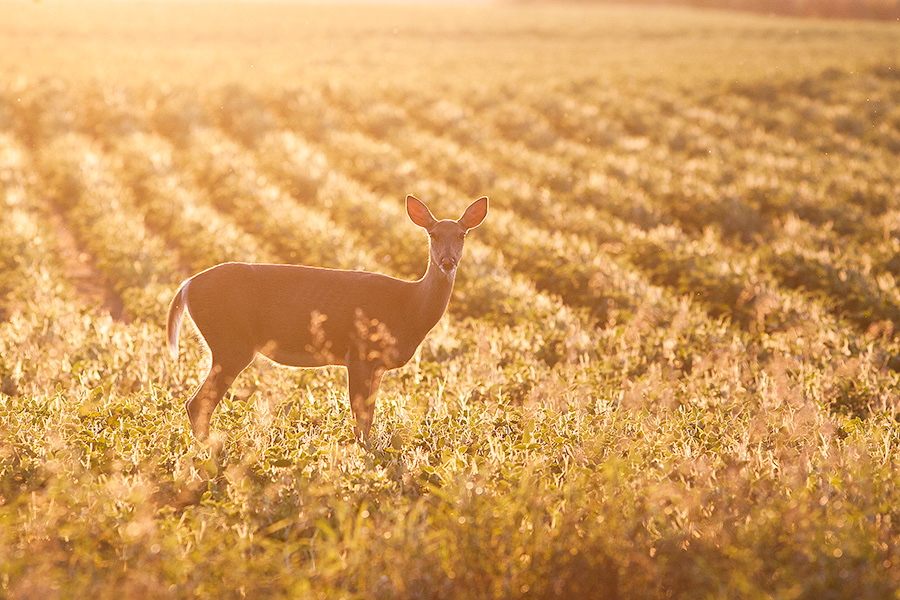 A deer stops briefly in the late afternoon sun at DeSoto National Wildlife Refuge. - DeSoto Photography