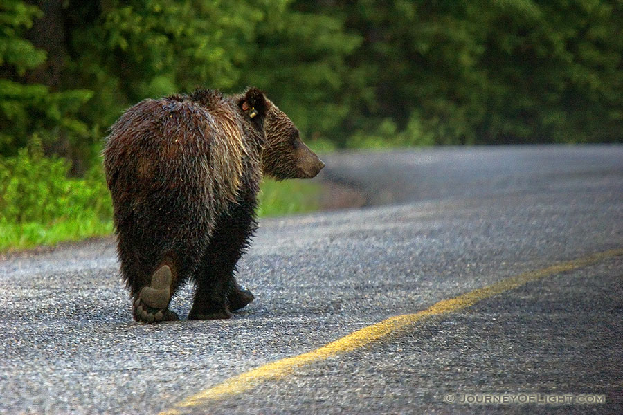When I was coming back from photographing the sunrise on Lake Moraine, this fellow joined me on the road. - Canada Photography
