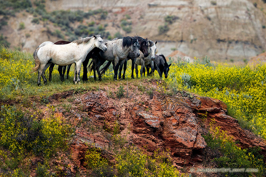 Theodore Roosevelt National Park is one of the few areas in the west where free-roaming horses may be observed. The park maintains a herd of anywhere from 70 to over 100 wild horses so that visitors may experience the area as it was during the open range era of Theodore Roosevelt.   Here, the wild horses stop at a cliff overlooking a small stream at Theodore Roosevelt National Park in North Dakota. - North Dakota Photography