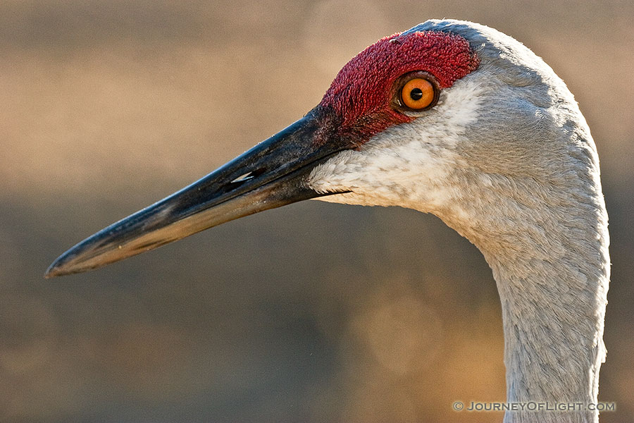 Sandhill cranes are a common sight in western Nebraska in the early spring and late fall. *Captive* - Sandhill Crane Photographs Photography