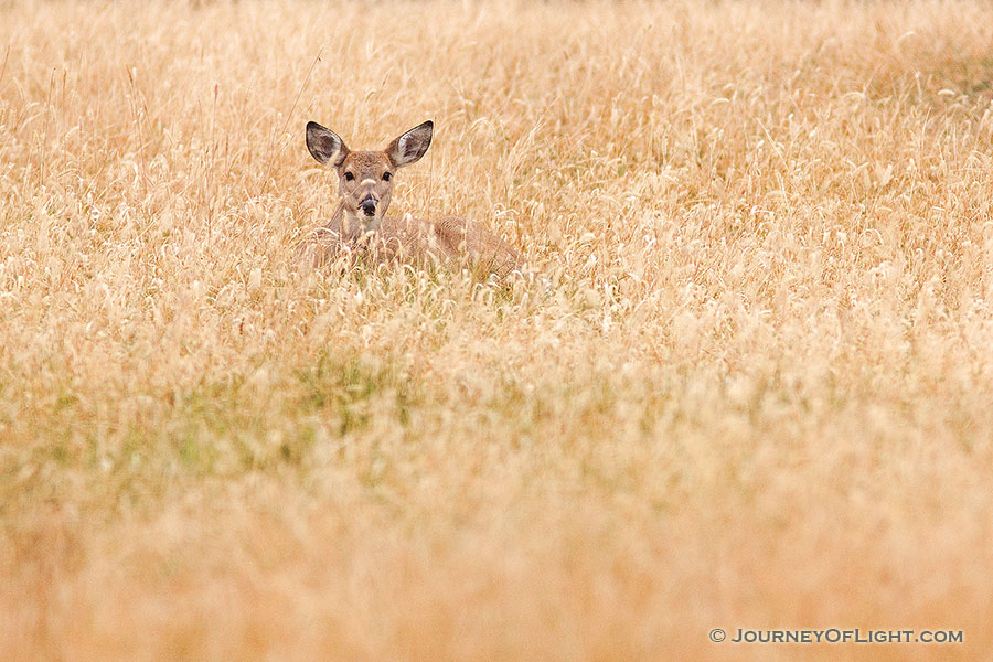 A small doe rests in the grass at Smith Falls State Park in eastern Cherry county, Nebraska. - Nebraska Photography