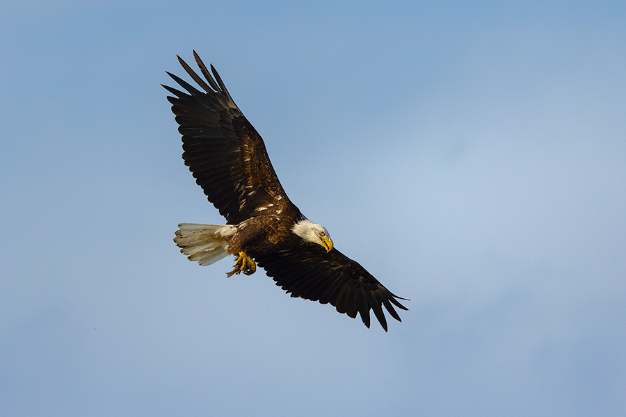 A Nebraska wildlife photograph of a bald eagle with a fish in its talons. - Nebraska Photography