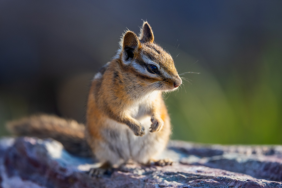A wildlife photograph of a chipmunk in Glacier National Park, Montana. - Glacier Photography