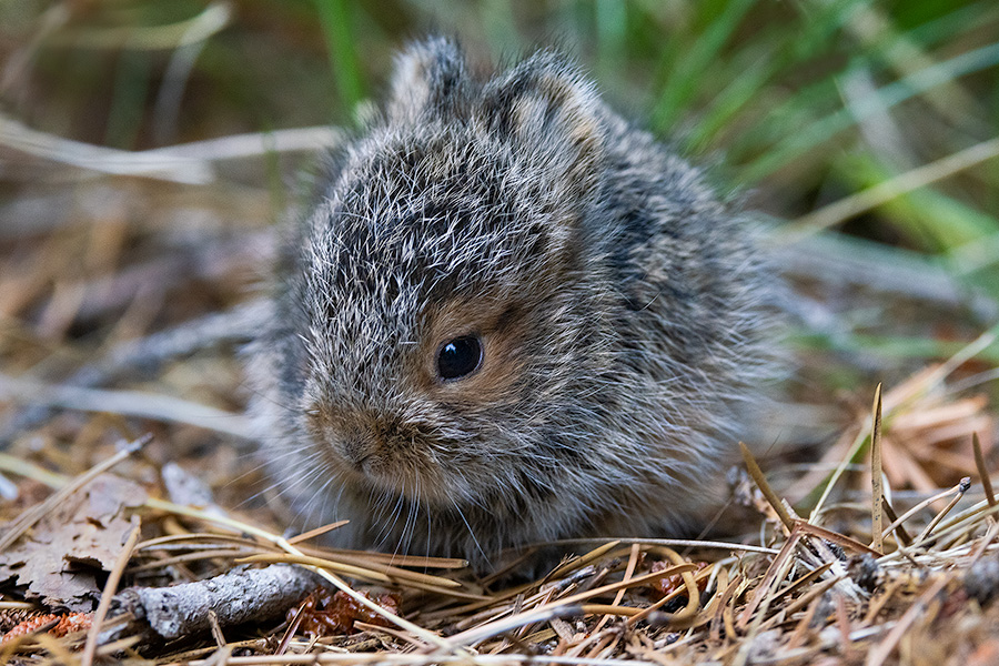 A wildlife photograph of a small baby bunny in Glacier National Park, Montana. - Glacier Photography
