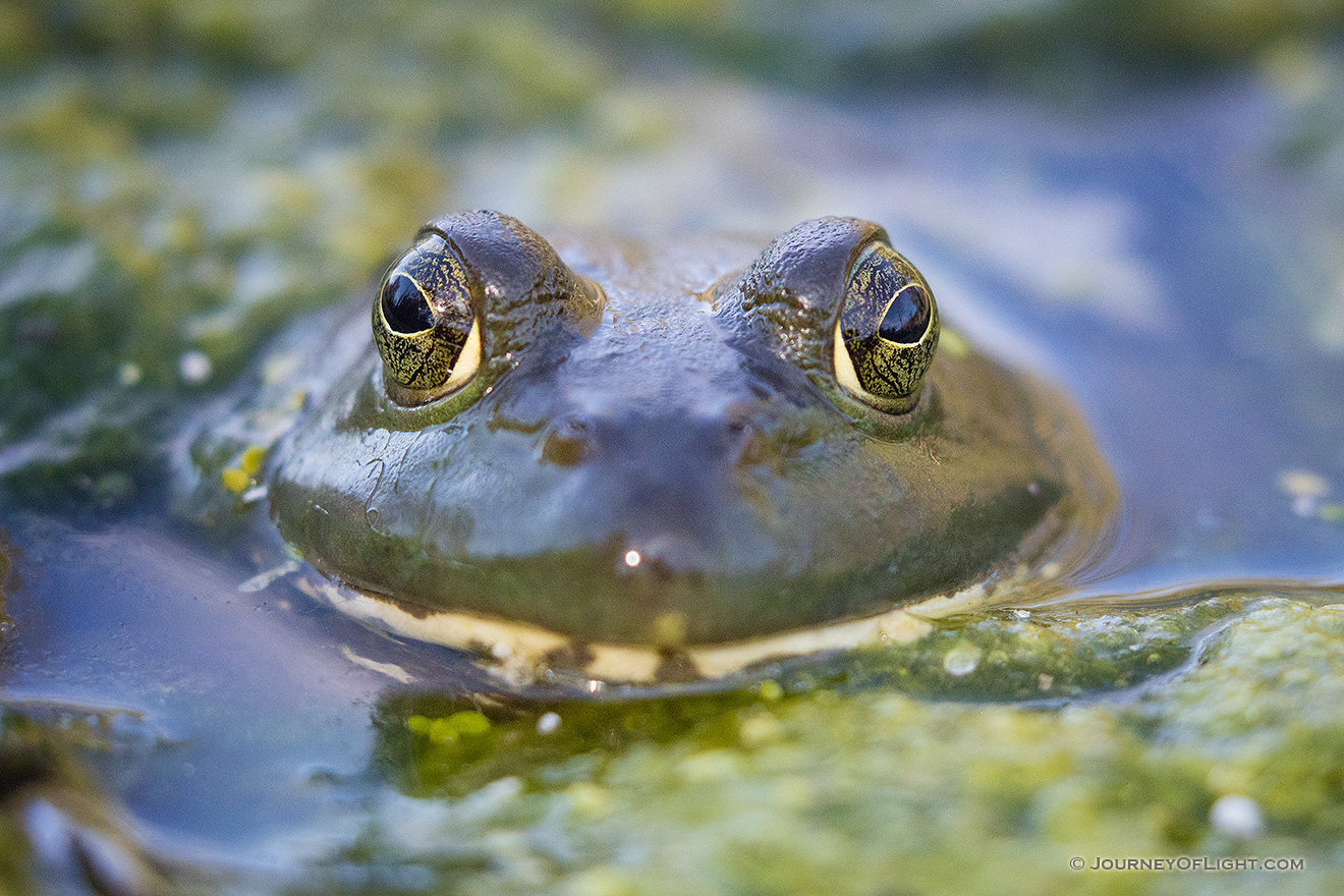 A frog peeks out from one of the ponds at Schramm State Recreation Area, Nebraska. - Schramm SRA Picture