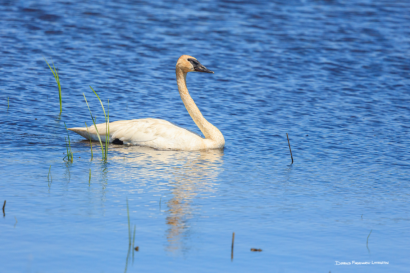 A wildlife photograph of a trumpeter swan in the Sandhills of central Nebraska. - Nebraska Picture