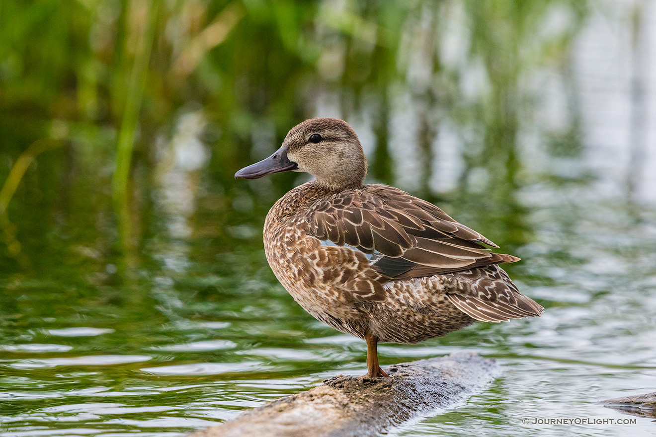 A mallard female sits on a log on a small pond deep in the Sandhills of Nebraska. - Nebraska Picture