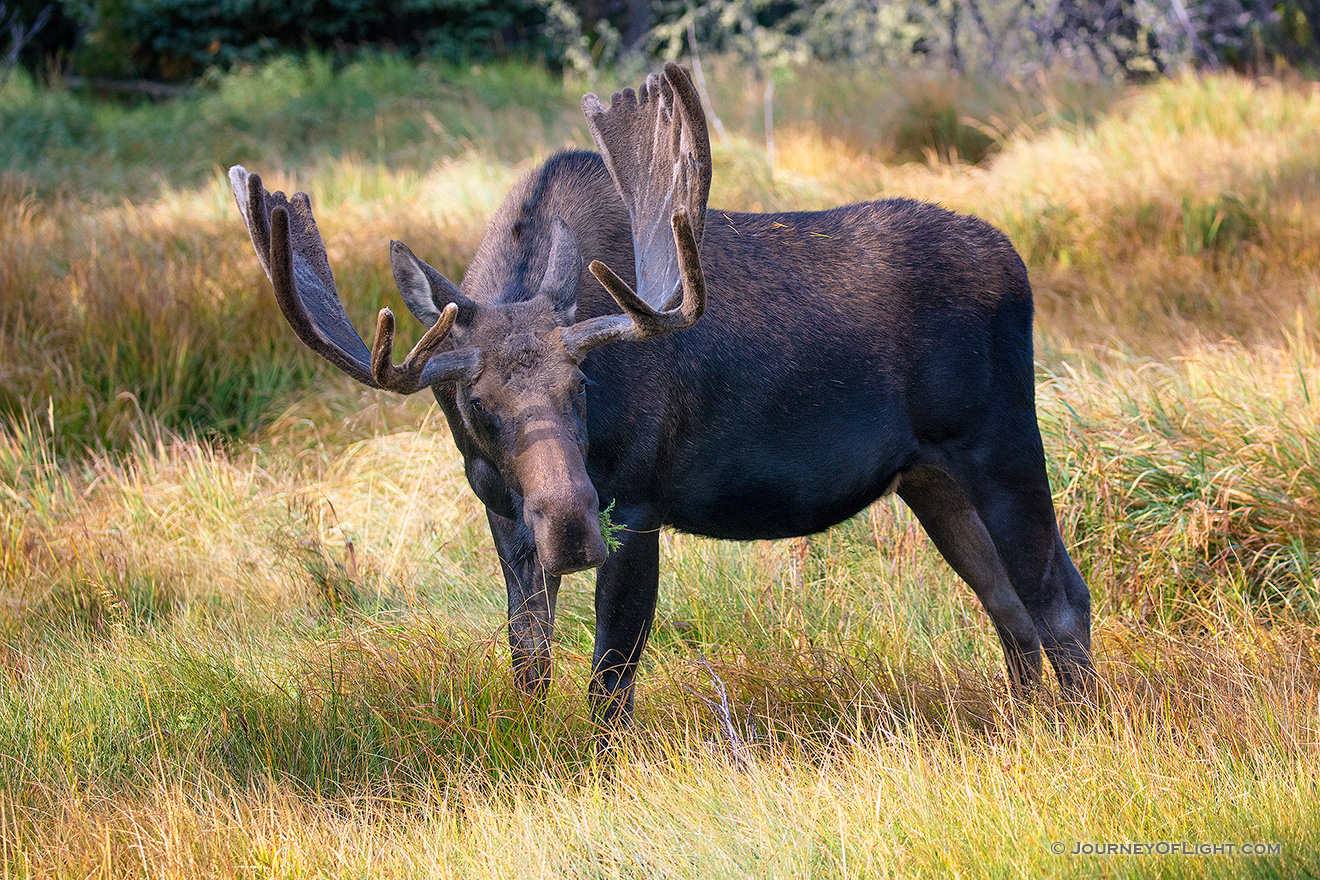 A bull Moose feeds on the abundant grasses in the morning sun in Summerland Park in western Rocky Mountain National Park. - Colorado Photography