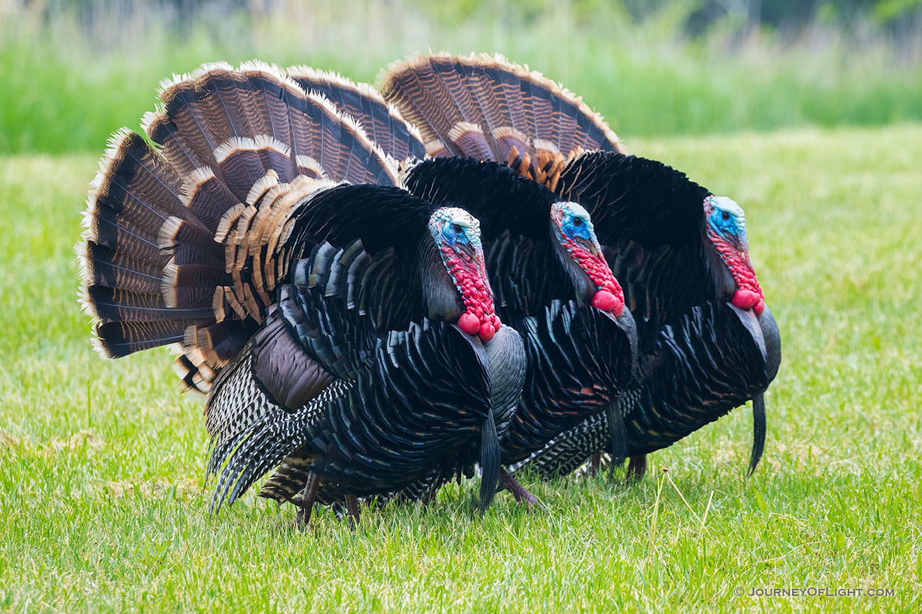 Wildlife photograph of three turkeys displaying plumage at Mahoney State Park in eastern Nebraska. - Nebraska Picture