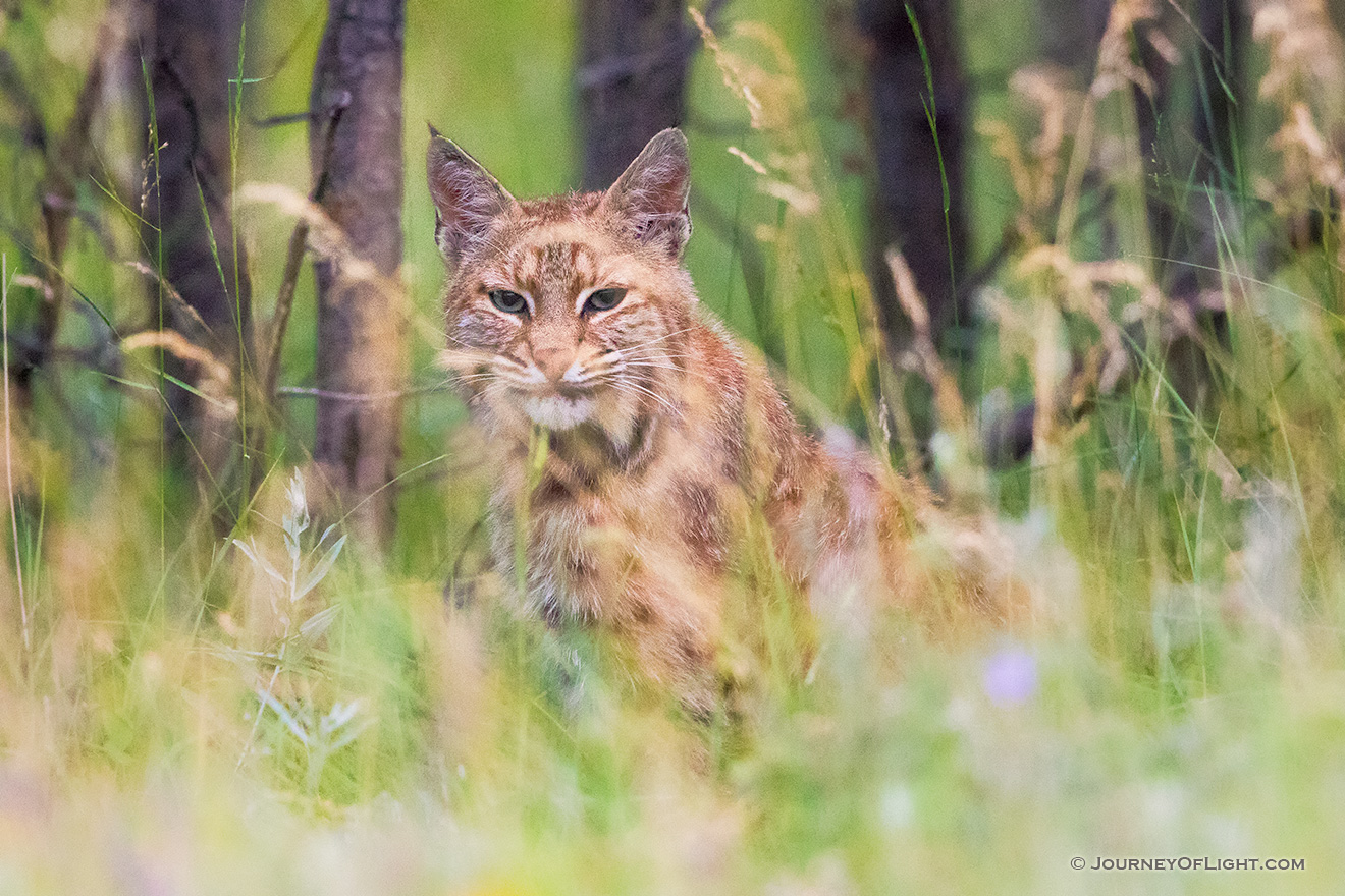 A wildlife photograph of a bobcat hiding in the grass at Custer State Park in the South Dakota Black Hills. - South Dakota Picture