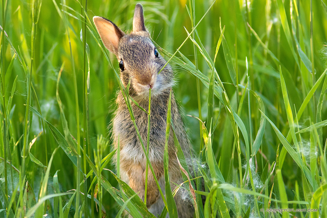 A photograph of a bunny rabbit chewing on grass in a field in rural Nebraska. - Nebraska Picture