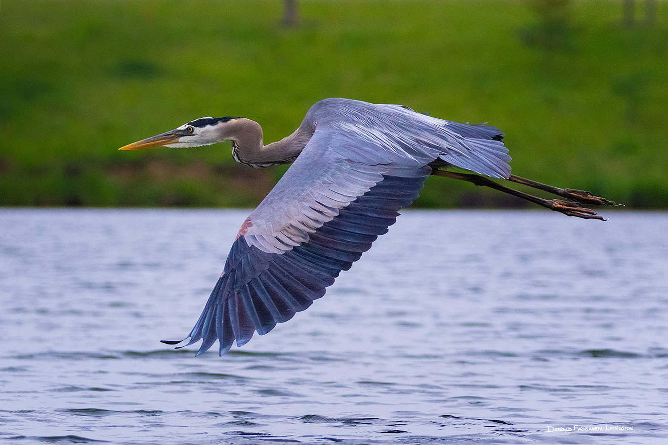 A Nebraska wildlife photograph of a heron flying above a lake. - Nebraska Picture