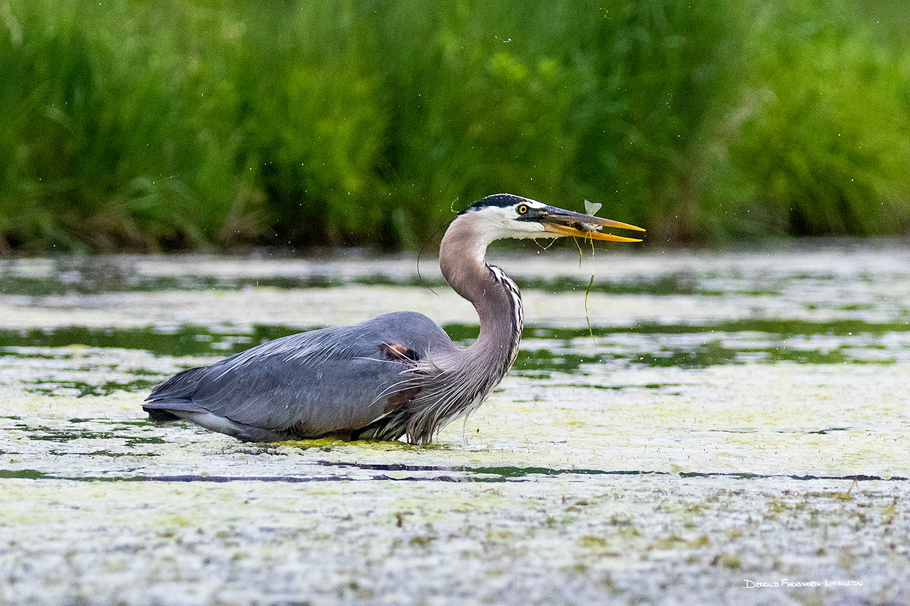 A Nebraska wildlife photograph of a heron catching a fish on Shadow Lake, Nebraska. - Nebraska Picture