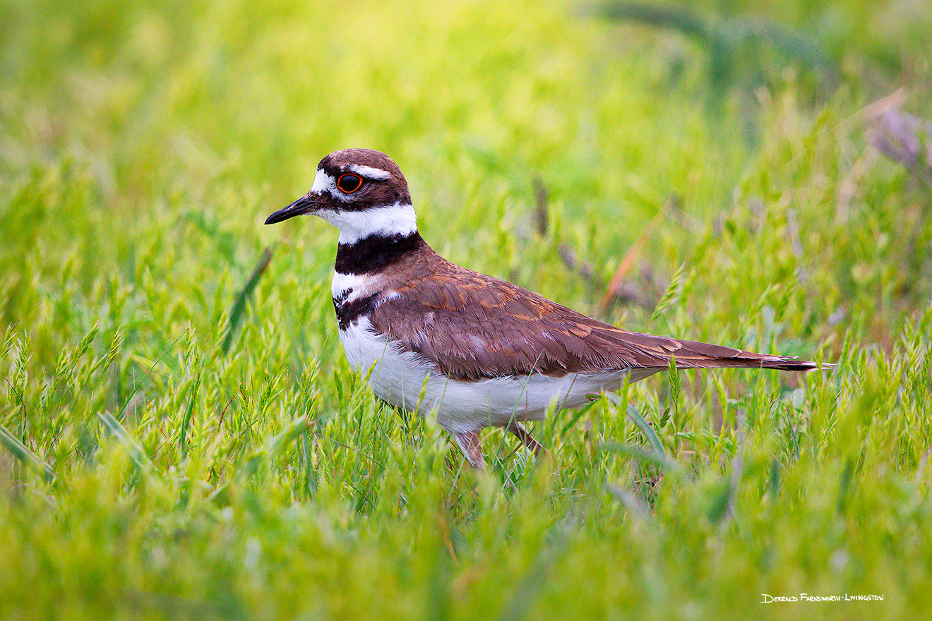 A wildlife photograph of a killdeer in the sandhills region of Nebraska. - Nebraska Picture