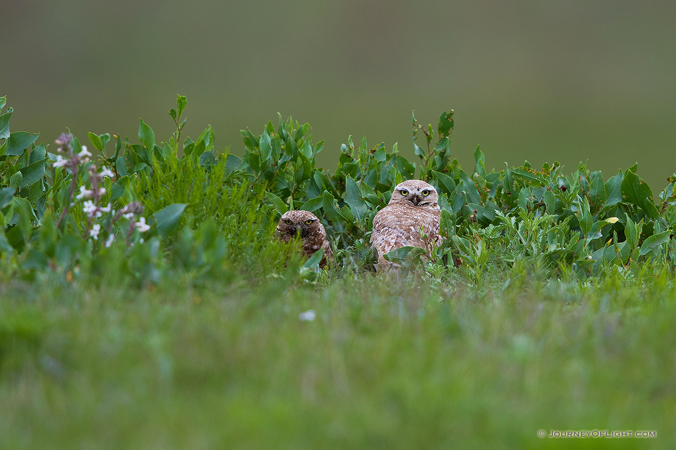 A pair of adult burrowing owls watches from their burrow at Crescent Lake Wildlife Management Area in the Sandhills of Nebraska. - Nebraska,Animals Picture