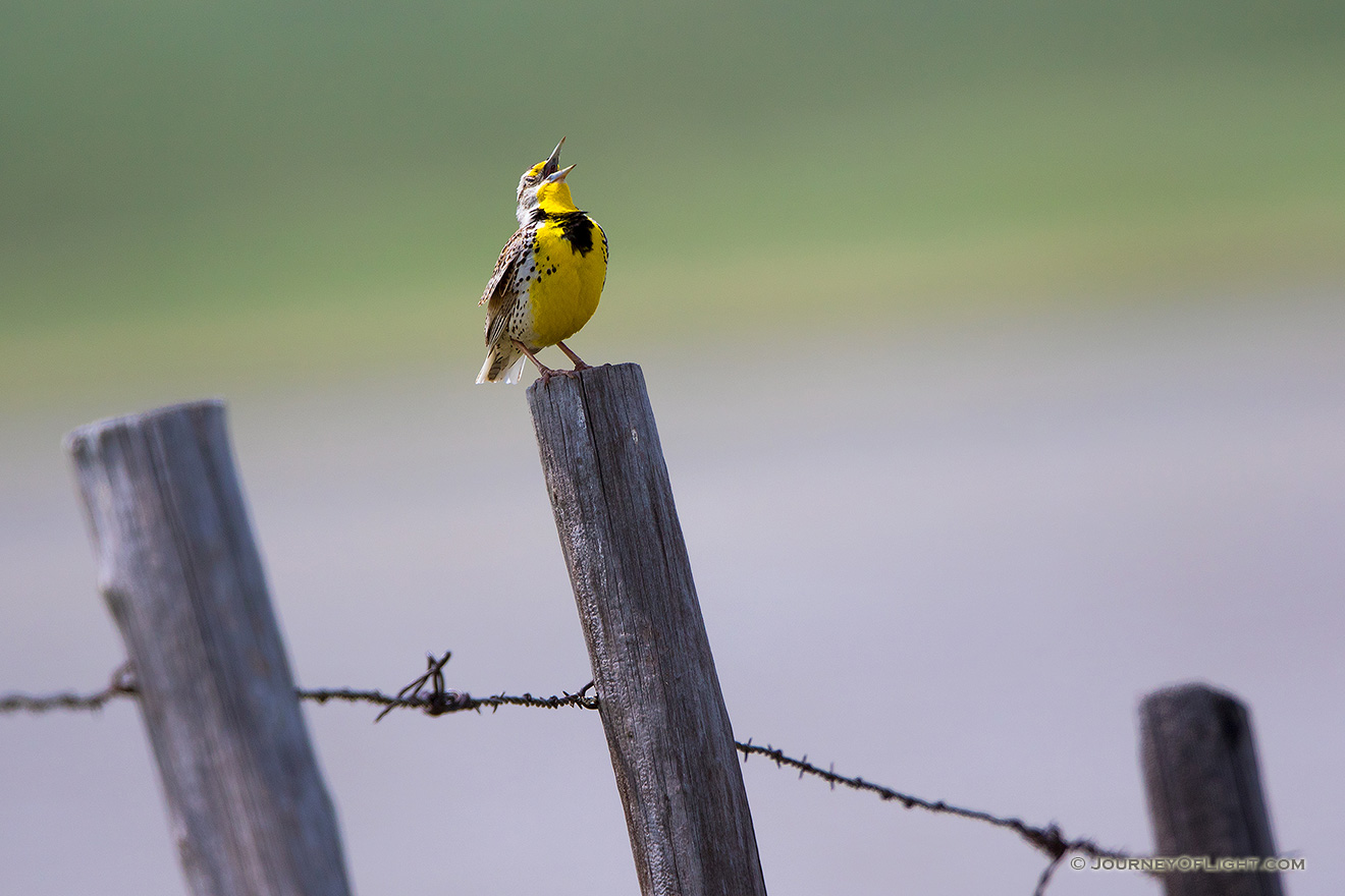 A photograph of a western meadowlark singing on a fence post in Nebraska. - Nebraska Picture