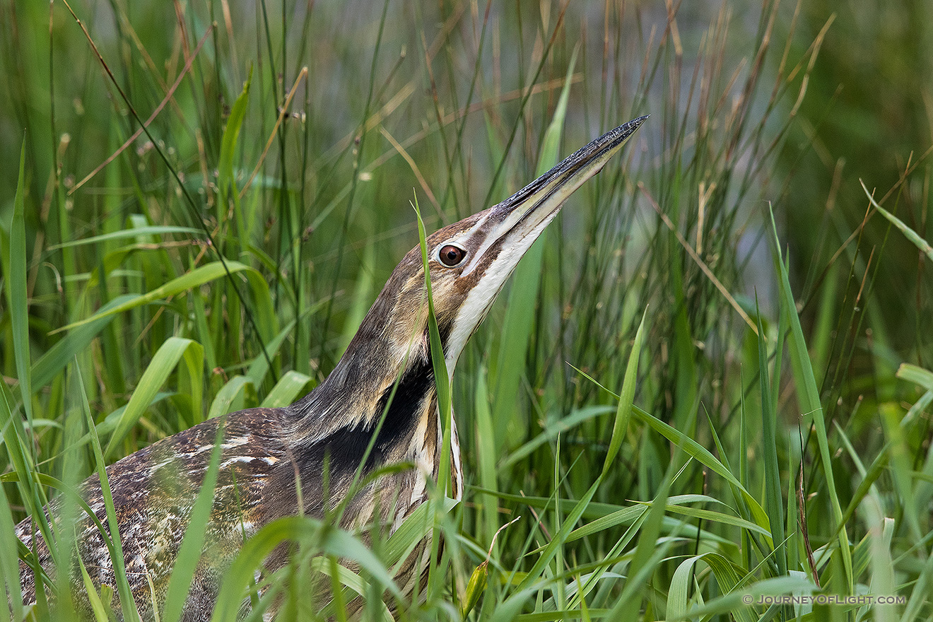 An American Bittern looks out across a small lake in the Sandhills of Nebraska. - Nebraska,Animals Picture