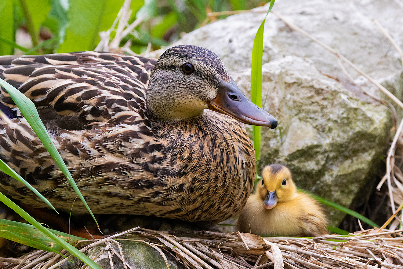 A Nebraska wildlife photograph of a duckling and mother. - Nebraska Picture