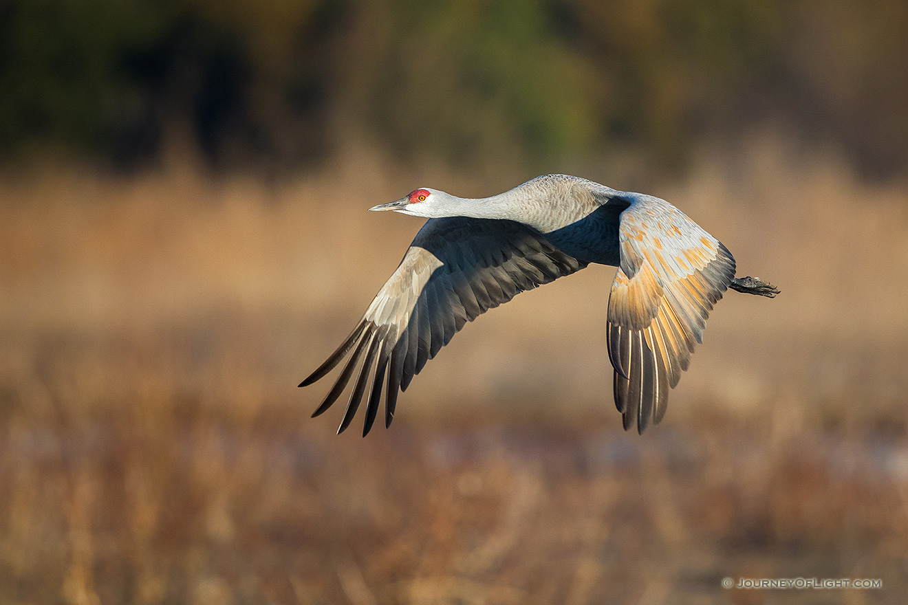 A Sandhill Crane glides through the sky above the Platte River in Central Nebraska in the warm morning light. - Sandhill Cranes Picture