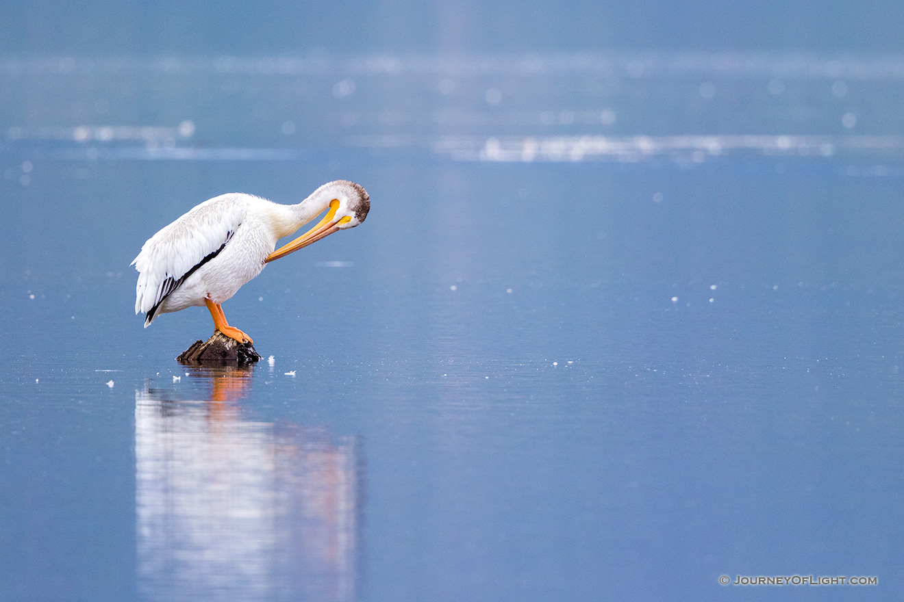 Wildlife photograph of a pelican resting on a rock at Grand Lake, Colorado. - Colorado Picture