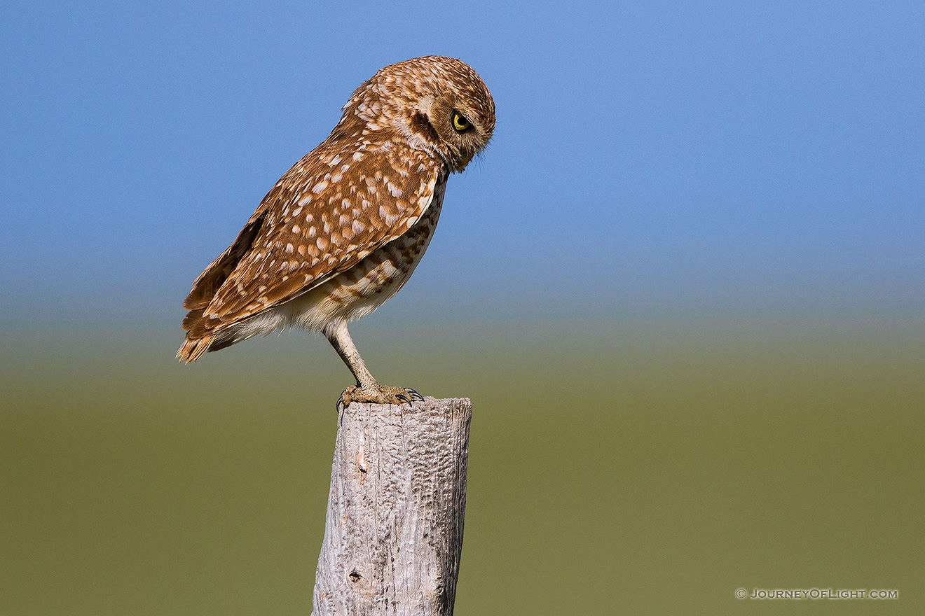 A burrowing owl scans the ground for potential prey on the Oglala Grasslands in western Nebraska. - Nebraska,Animals Picture
