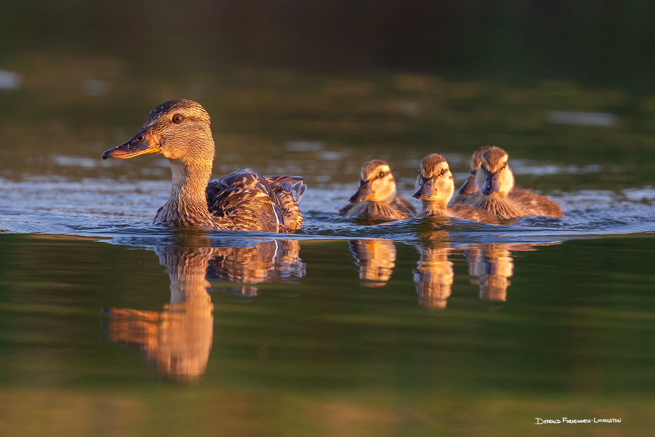 A wildlife photograph of a set of ducklings swimming with their mom in Sarpy County, Nebraska. - Nebraska Picture