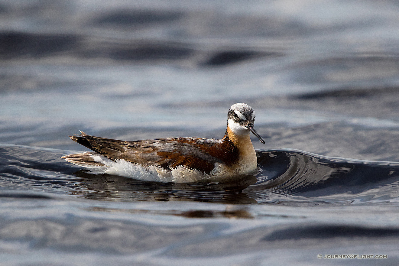 A Wilson's Phalarope floats on one of the many small lakes nestled in the valleys of the Sandhills of Nebraska. - Nebraska,Animals Picture