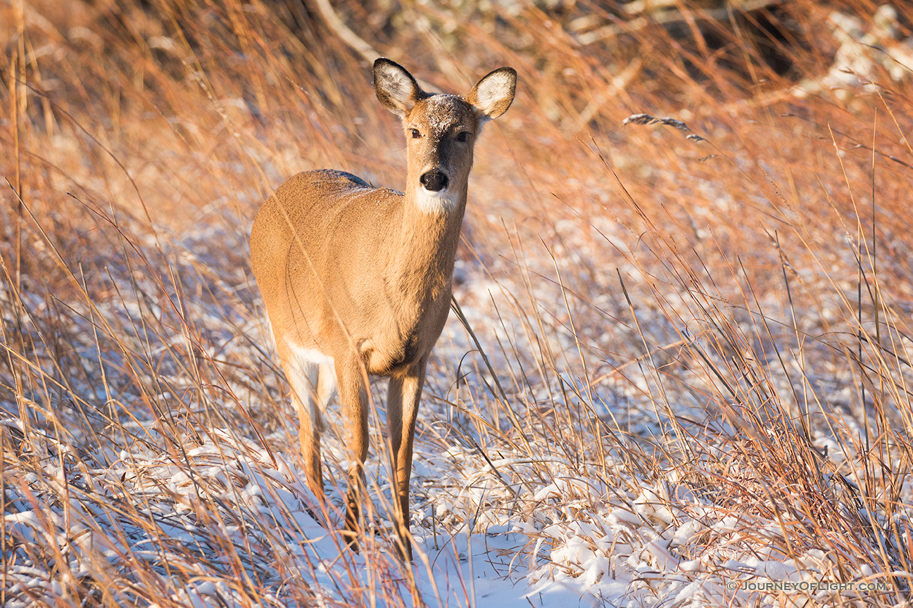 Just after dawn a deer pauses in a cold, wintry prairie at Chalco Hills Recreation Area in eastern Nebraska. - Nebraska Picture