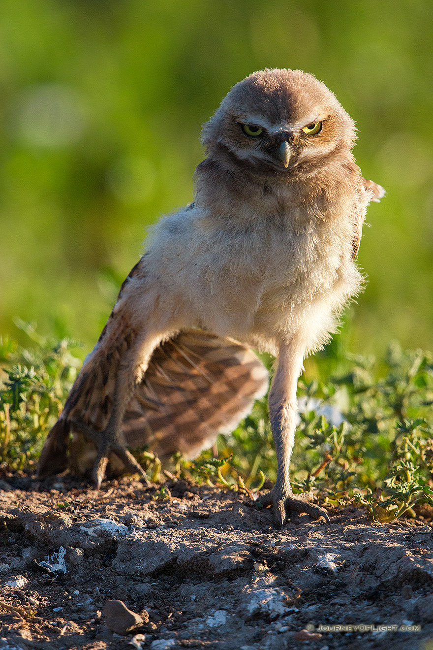 A young owl chick stretches his wing in the morning sun in Badlands National Park, South Dakota. - South Dakota Picture
