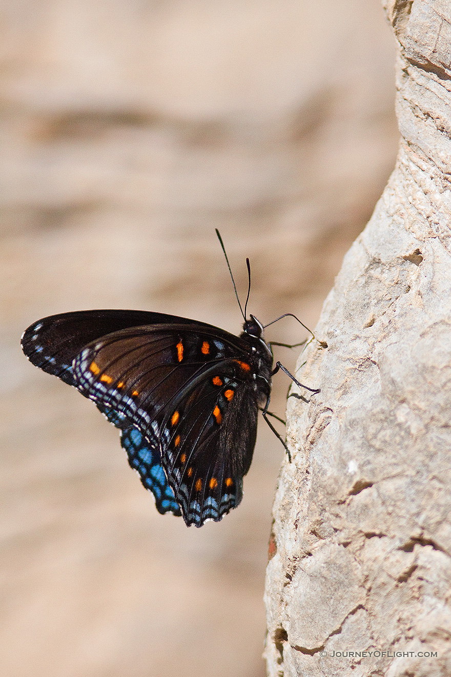 A butterfly rests next to the Buffalo River in northern Arkansas. - Arkansas Picture