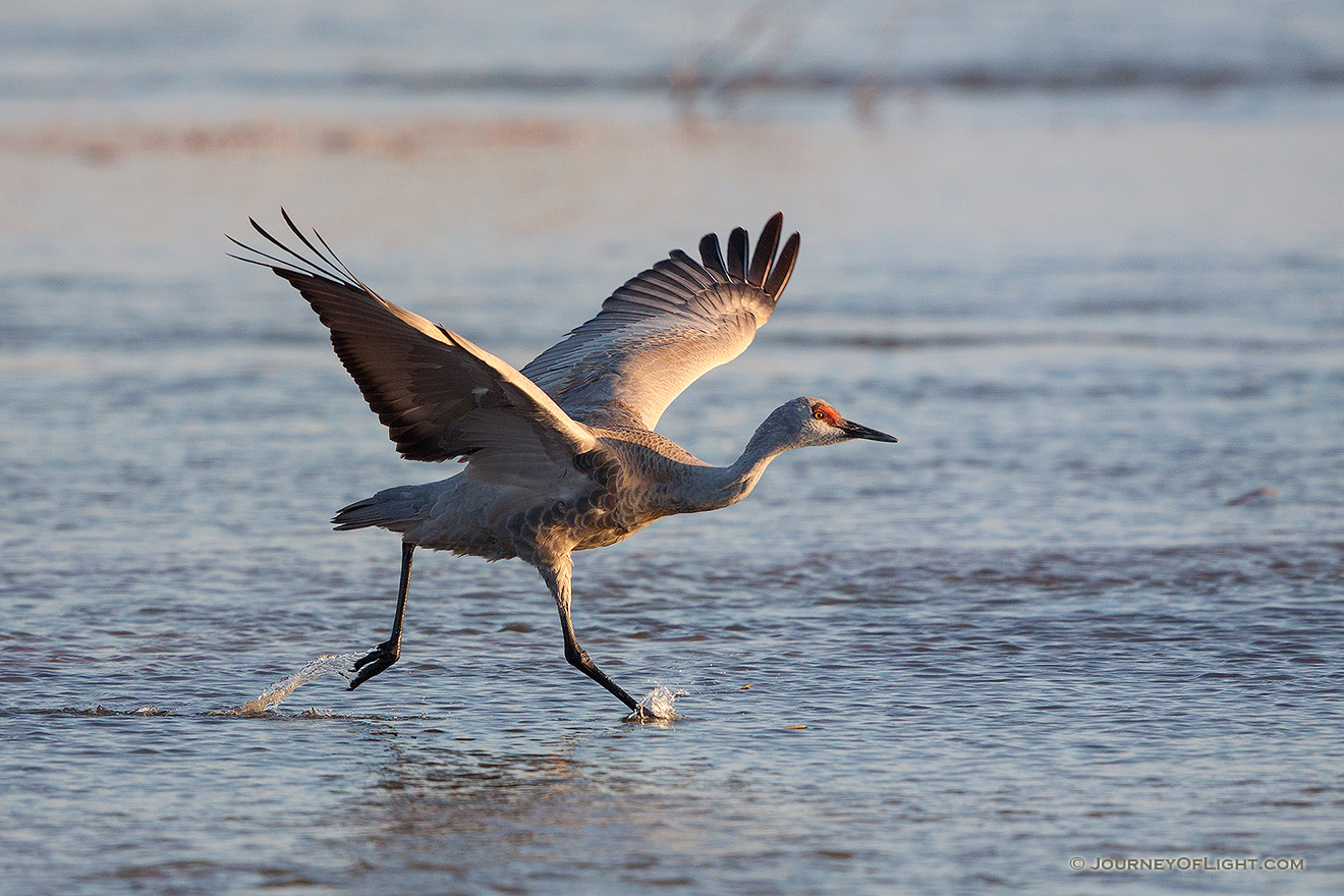 A Sandhill Crane begins to run and prepares to take flight on the Platte River in central Nebraska. - Sandhill Cranes Picture