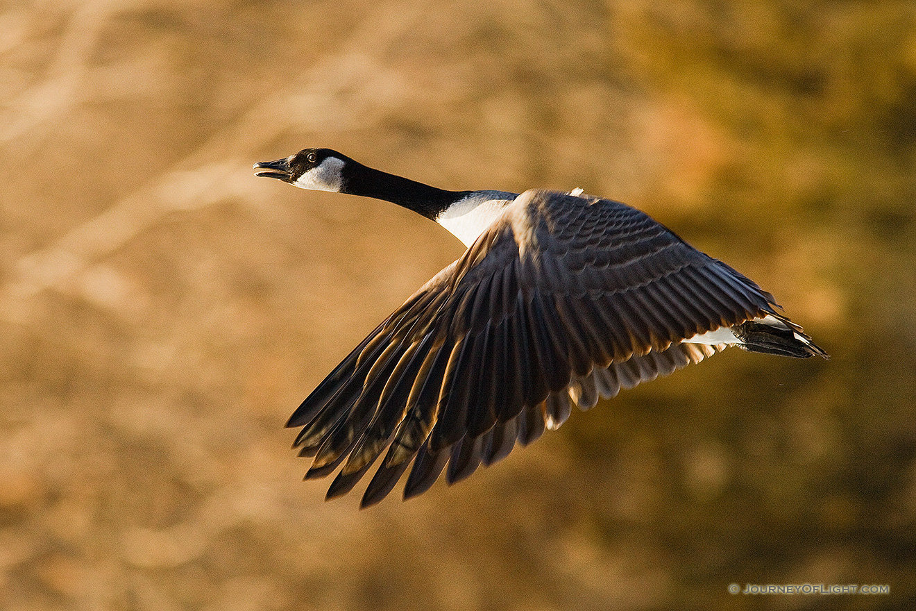 A Canada Goose at Schramm State Recreation Area in eastern Nebraska takes flight after being startled. - Schramm SRA Picture