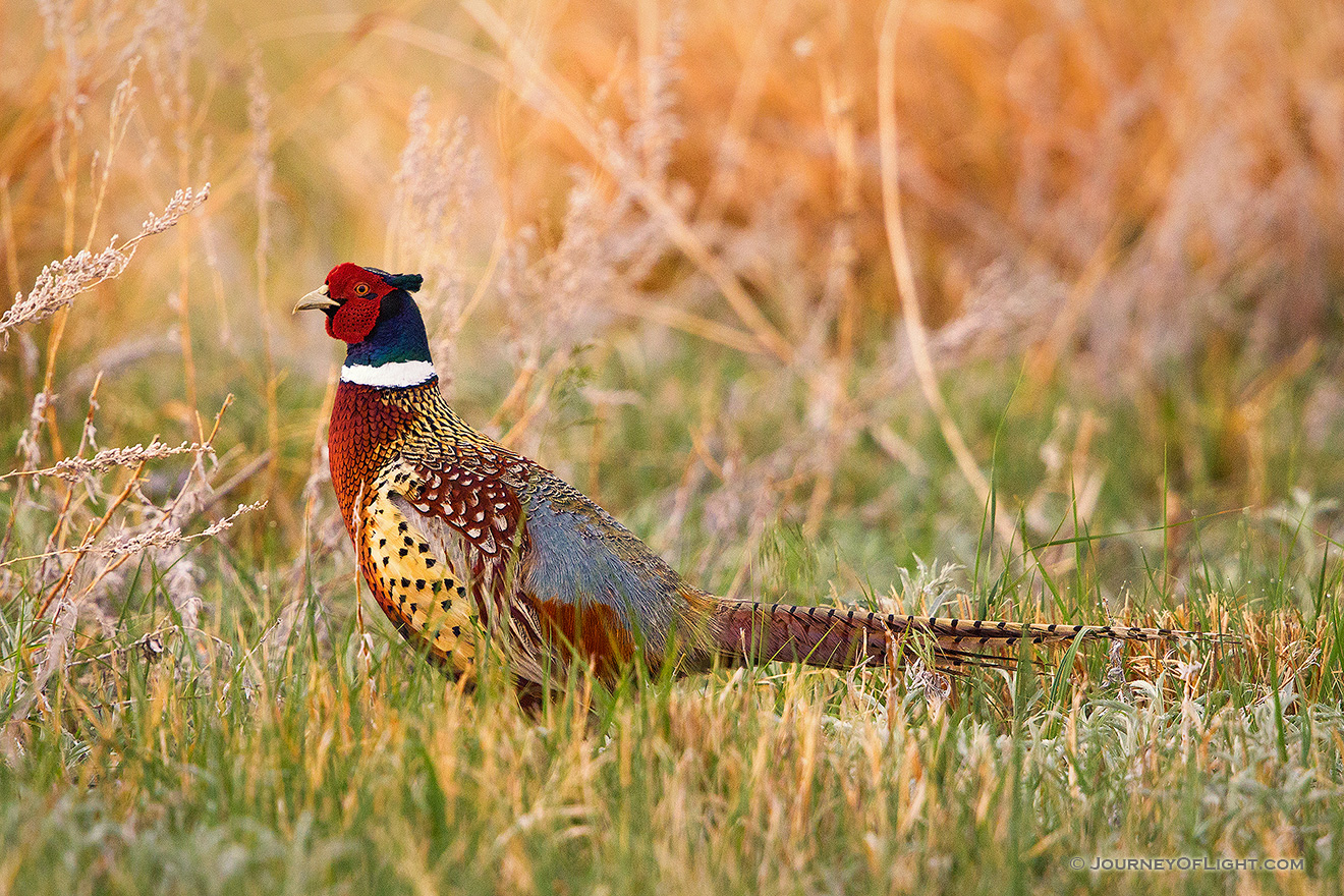 A ring-necked pheasant struts during the late spring at Crescent Lake National Wildlife Refuge. - Crescent Lake National Wildlife Refuge Picture