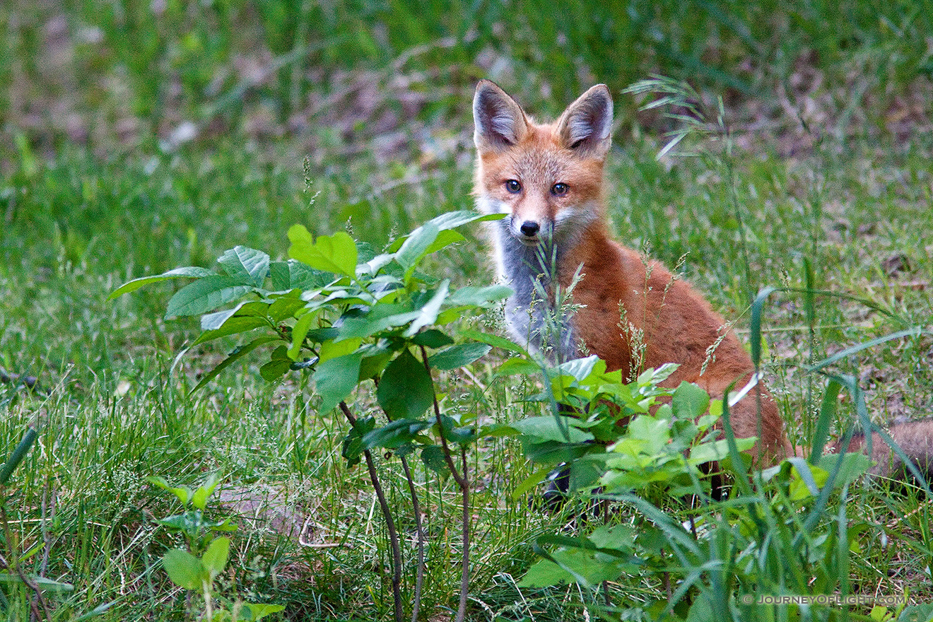 Hiding behind some foliage, A red fox pauses briefly to gaze out through the forest at Ponca State Park, Nebraska. - Ponca SP Picture