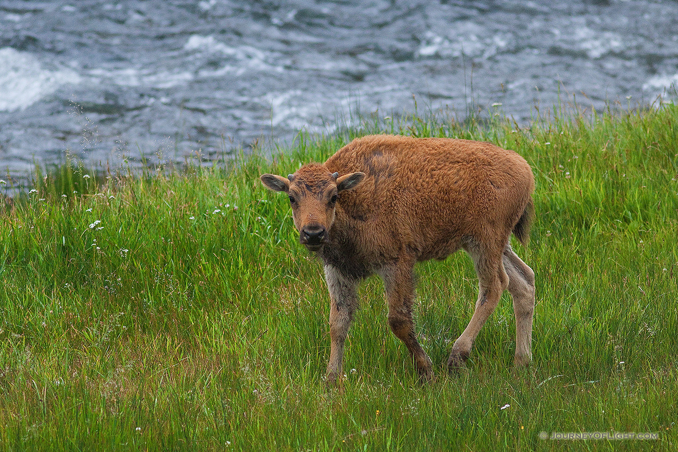 A young buffalo stops by the Gibbons River in Yellowstone National Park.  This image was taken while a large herd of buffalo meandered through Yellowstone blocking traffic for miles. As there was no place to go it was a great opportunity to stop and photograph them as they passed. An interesting tidbit, Yellowstone is home to largest remaining herd of genetically pure bison. The majority of other buffalo have intermingled with cattle long ago. - Yellowstone National Park Picture
